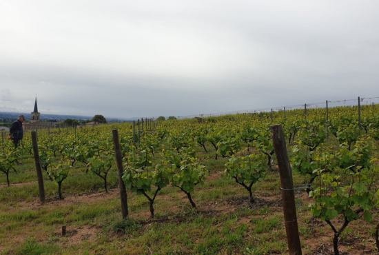 vignes du beaujolais